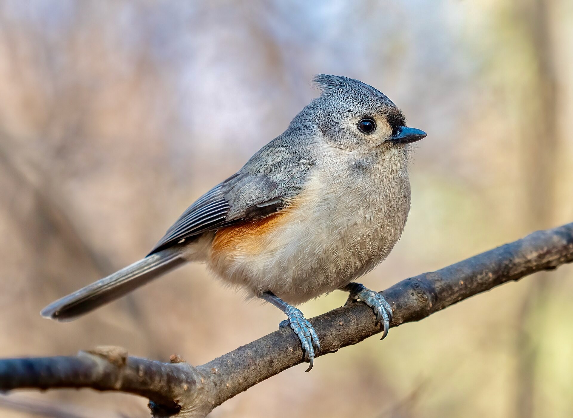 Tufted titmouse in Central Park by Rhododendrites is licensed under CC BY-SA 4.0.